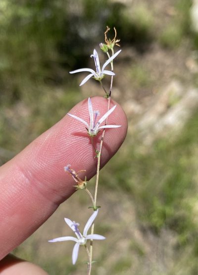 Wahlenbergia loddigesii, photographed by Dave U