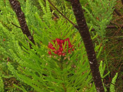 Berzelia alopecuroides, photographed by Jeremy Gilmore