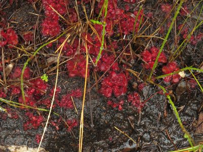 Drosera slackii, photographed by Jeremy Gilmore
