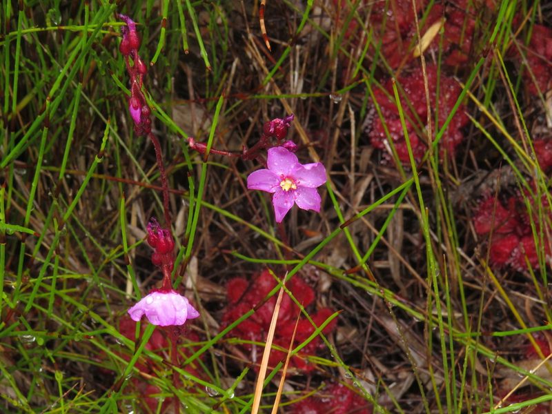 Drosera slackii, photographed by Jeremy Gilmore