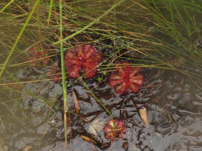 Drosera cuneifolia, photographed by Jeremy Gilmore