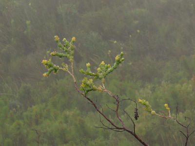 Thesium euphorbioides, photographed by Jeremy Gilmore