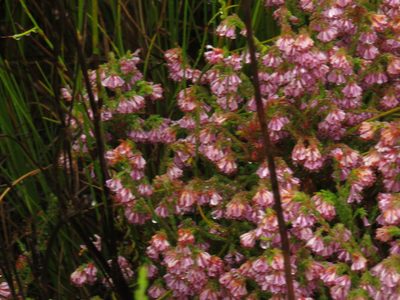 Erica labialis, photographed by Jeremy Gilmore