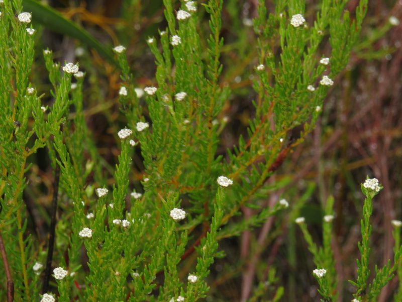 Phylica disticha, photographed by Jeremy Gilmore