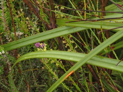 Microdon dubius, photographed by Jeremy Gilmore