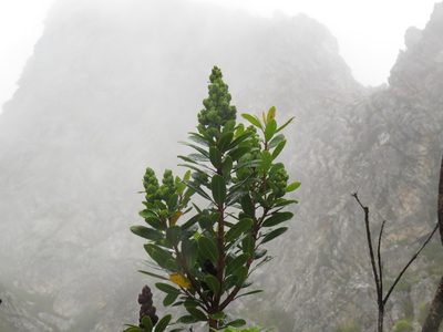 Laurophyllus capensis, photographed by Jeremy Gilmore