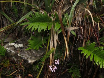 Disa tripetaloides, photographed by Jeremy Gilmore
