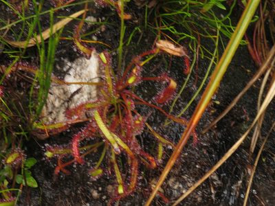 Drosera capensis, photographed by Jeremy Gilmore