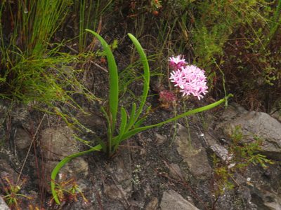 Corymbium glabrum, photographed by Jeremy Gilmore
