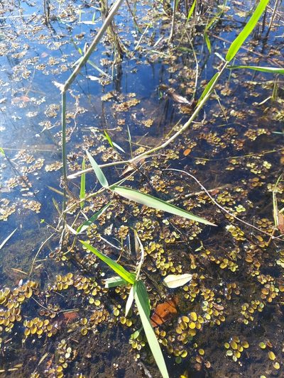 Panicum hemitomon, photographed by Athena Philips