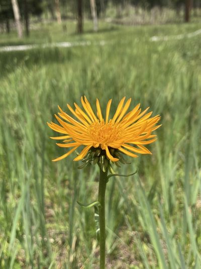 Pyrrocoma crocea, photographed by Anders Hastings