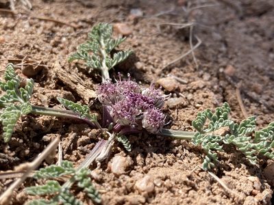 Vesper constancei, photographed by Anders Hastings