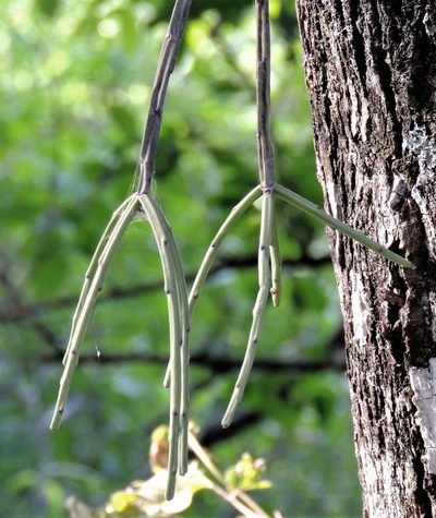 Rhipsalis floccosa, photographed by Hugo Hulsberg