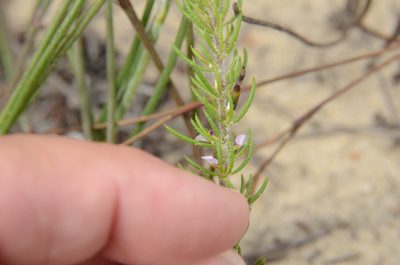 Muraltia cyclolopha, photographed by Charleen Brunke