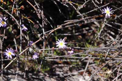 Zyrphelis taxifolia, photographed by Tony Rebelo