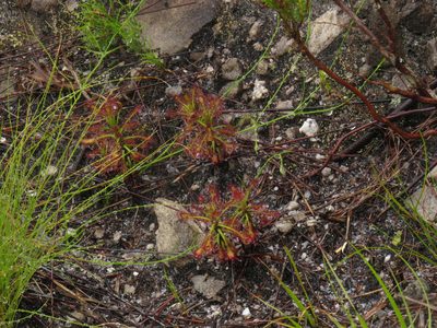 Drosera glabripes, photographed by Jeremy Gilmore