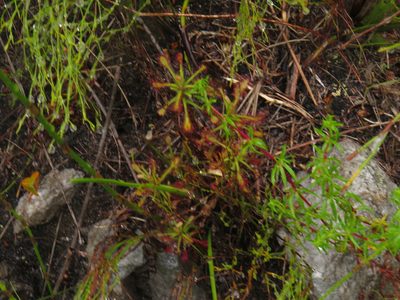 Drosera glabripes, photographed by Jeremy Gilmore