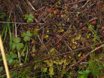 Oxalis truncatula, photographed by Jeremy Gilmore