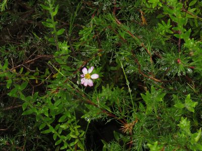 Cliffortia atrata, photographed by Jeremy Gilmore