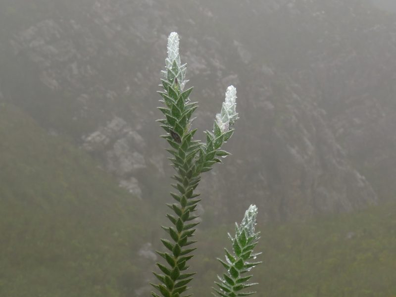 Liparia vestita, photographed by Jeremy Gilmore