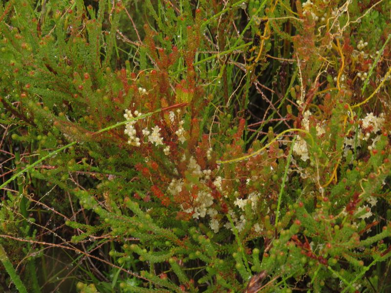 Cuscuta angulata, photographed by Jeremy Gilmore
