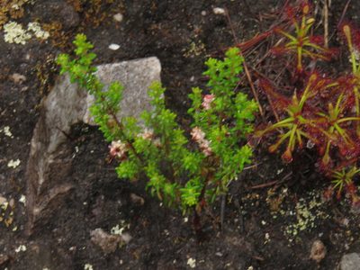 Drosera glabripes, photographed by Jeremy Gilmore