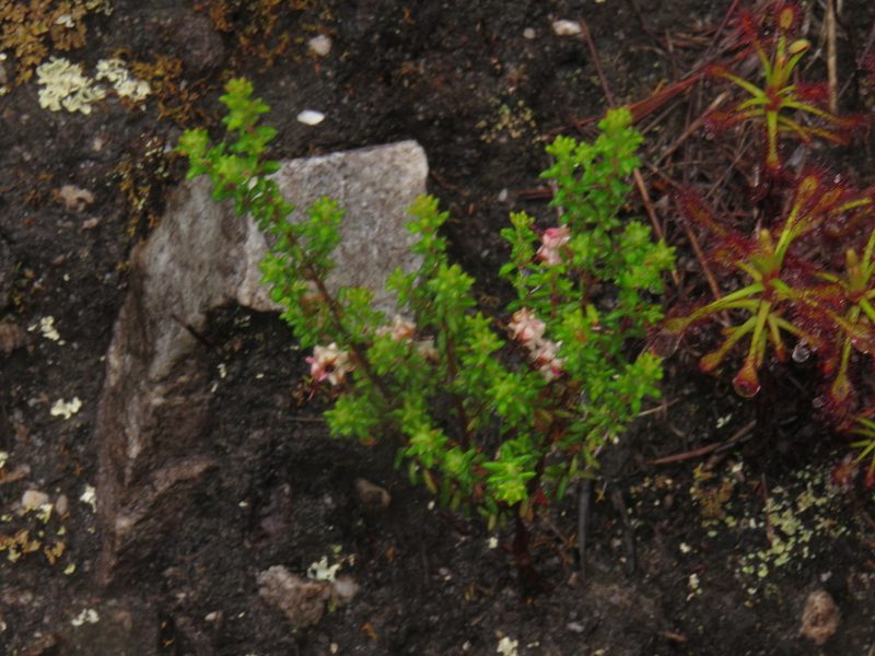 Erica azaleifolia, photographed by Jeremy Gilmore