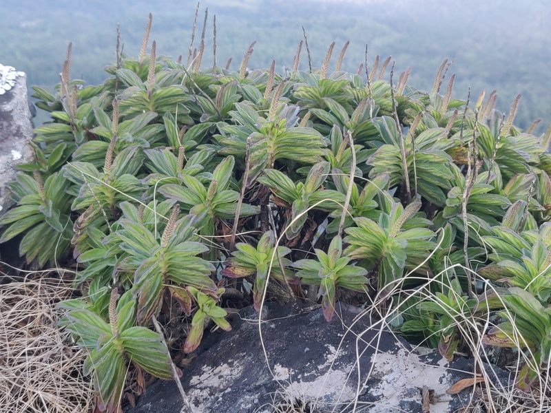 Coleus plantagineus, photographed by Siddarth Machado