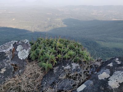 Coleus plantagineus, photographed by Siddarth Machado