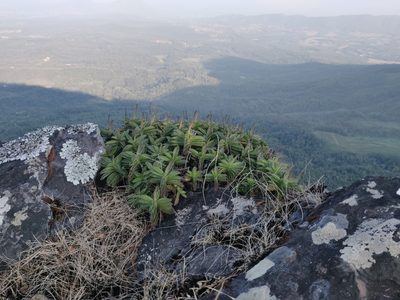 Coleus plantagineus, photographed by Siddarth Machado