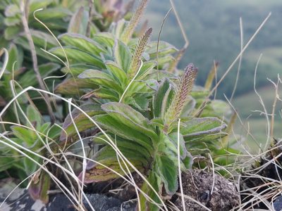 Coleus plantagineus, photographed by Siddarth Machado