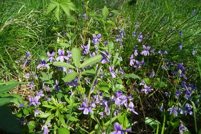 Viola uliginosa, photographed by Игорь Васильев