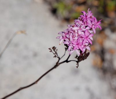 Corymbium glabrum, photographed by Tony Rebelo