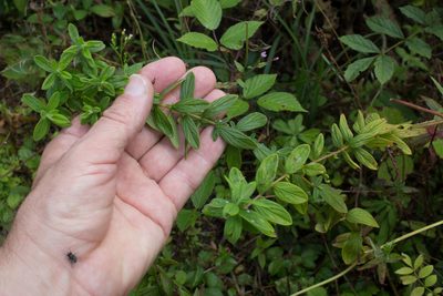 Hypericum hirsutum, photographed by Tim Johnson