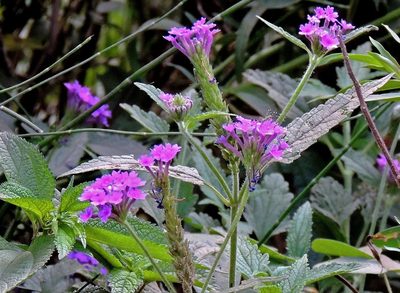 Verbena scrobiculata, photographed by Hugo Hulsberg