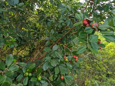 Psidium cattleyanum, photographed by Nathan Jacobs