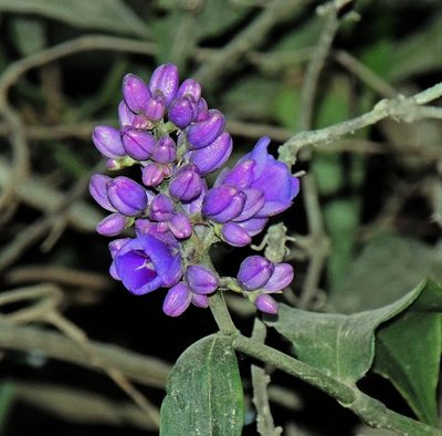 Dichorisandra hexandra, photographed by Hugo Hulsberg