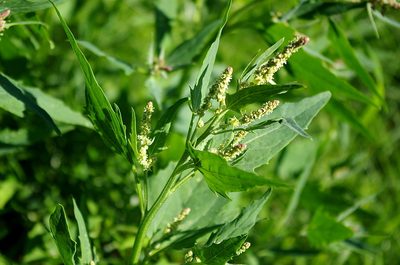 Atriplex nudicaulis, photographed by Георгий Виноградов (Georgy Vinogradov)