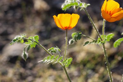 Kallstroemia grandiflora, photographed by Andrew Meeds