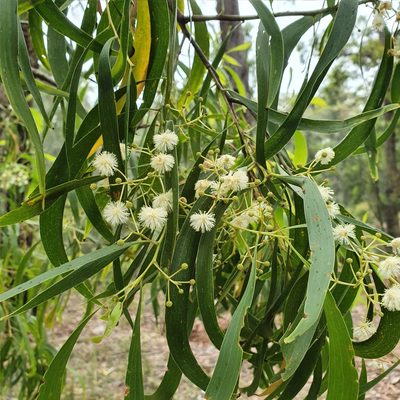 Acacia implexa, photographed by ronavery