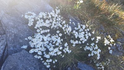 Ourisia caespitosa, photographed by Lawrence Troup