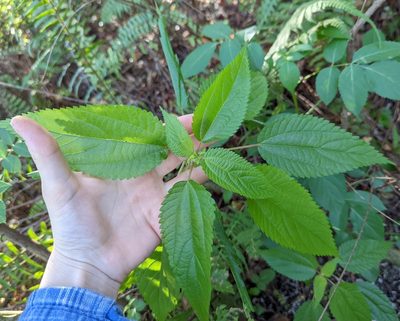 Boehmeria cylindrica, photographed by natalie
