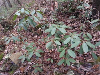 Rhododendron catawbiense, photographed by Daniel Estabrooks