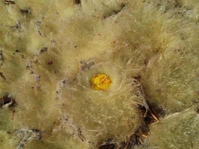 Punotia lagopus, photographed by Humber Alberto