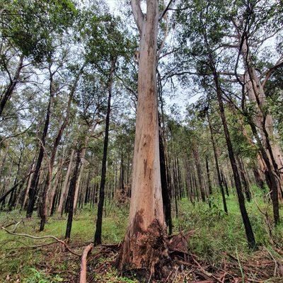 Eucalyptus punctata, photographed by ronavery