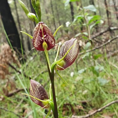 Cryptostylis erecta, photographed by ronavery