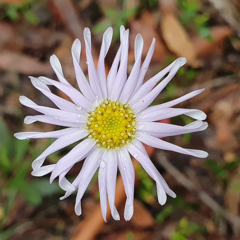 Brachyscome spathulata, photographed by ronavery