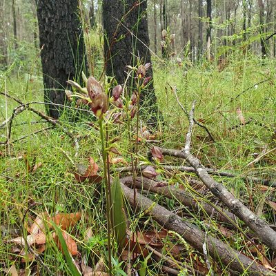 Cryptostylis erecta, photographed by ronavery