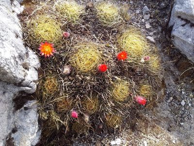 Lobivia maximiliana, photographed by Humber Alberto