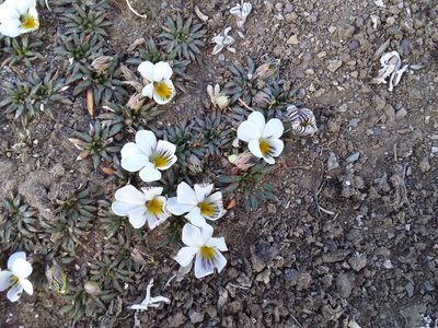 Viola pygmaea, photographed by Humber Alberto